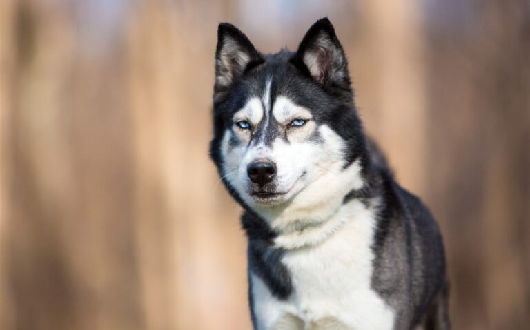 Why Are Huskies So Vocal? Understanding the Talkative Nature of This Unique Breed